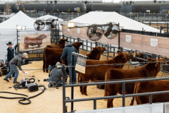 NWSS_Pen_Display