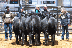 Black_Bulls_inRIng