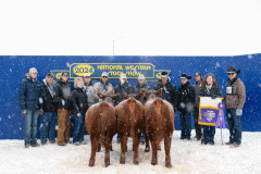 Champion_Pen_heifers