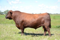 Red-Six-Mile-Game-Face-164Y-Mature-1-1