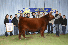 Cresta__SIXM250C_JuniorShow