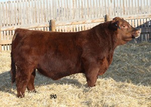 Red Angus – Six Mile Ranch