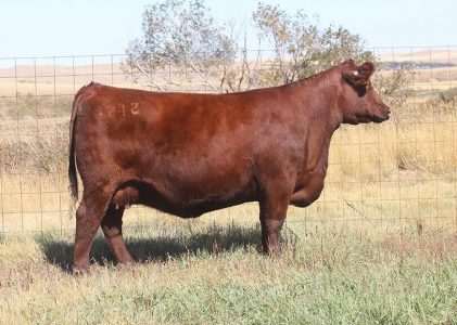Red American Ranch Red Angus – Six Mile Ranch