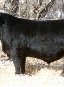 Showtime’s Full Brothers- Feature Black Angus Yearlings