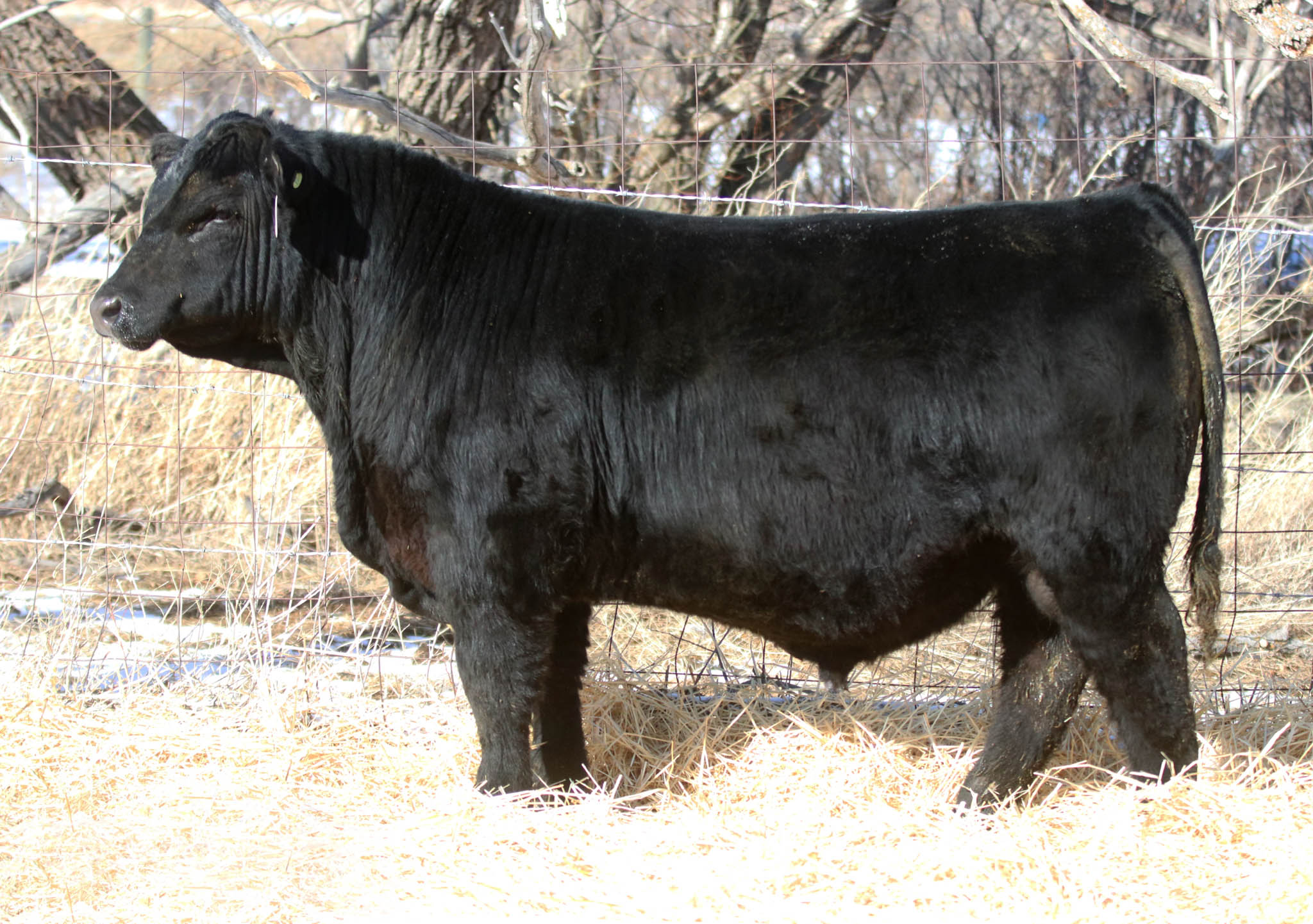 Showtime’s Full Brothers- Feature Black Angus Yearlings